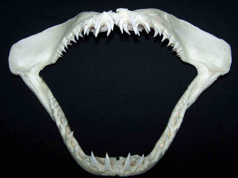 Mako_Tiger_Shark_Teeth_Jaws